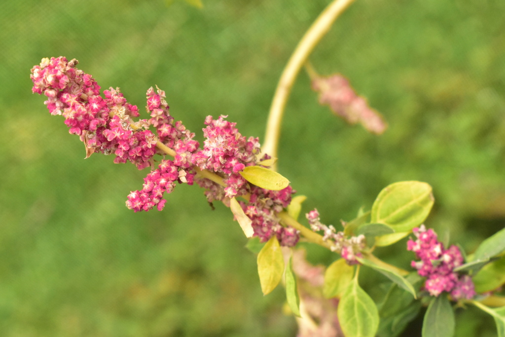 Chenopodium quinoa, Bogotá, Colombia, by zolsemiya