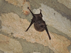 Peropteryx macrotis