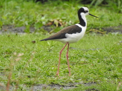 Himantopus mexicanus melanurus