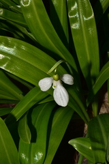 Galanthus plicatus