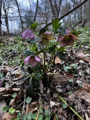Helleborus orientalis