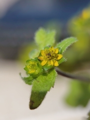 Millerieae
