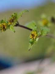 Millerieae