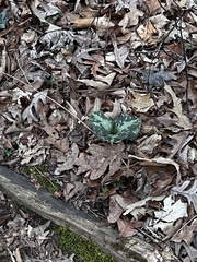 Trillium cuneatum