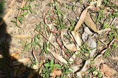 Siphlophis compressus