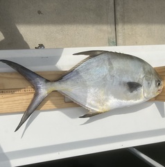 Trachinotus