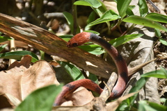 Siphlophis compressus