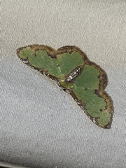 Eucyclodes buprestaria