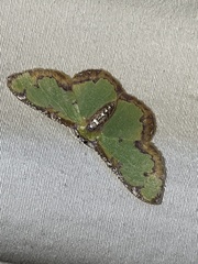 Eucyclodes buprestaria