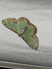 Eucyclodes buprestaria