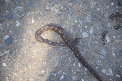 Leptodeira ashmeadii