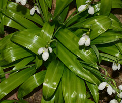 Galanthus plicatus