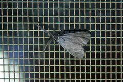 Myrtartona