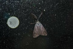Myrtartona