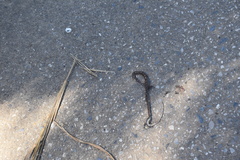 Leptodeira ashmeadii