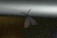 Myrtartona
