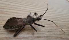 Isyndus obscurus