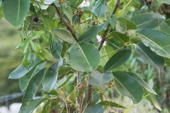 Tabebuia heterophylla