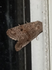 Orthosia hibisci