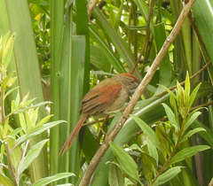 Synallaxis frontalis