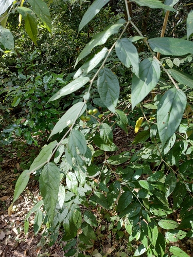 Riedle's nightshade (Solanum schlechtendalianum)