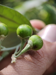 Solanum schlechtendalianum