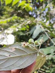 Solanum schlechtendalianum