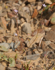 Gilia transmontana