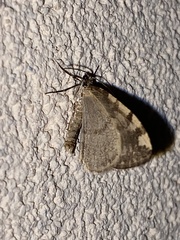 Hydriomena nubilofasciata