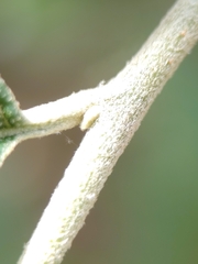 Solanum schlechtendalianum