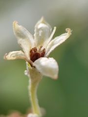 Solanum schlechtendalianum