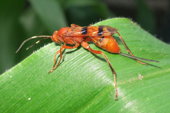 Compsocryptus texensis