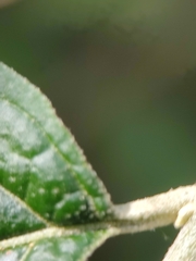 Solanum schlechtendalianum