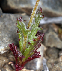 Gilia transmontana
