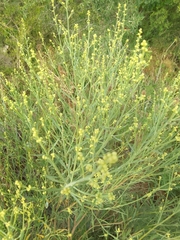 Baccharis spicata