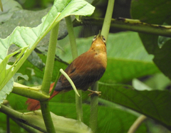 Philydor atricapillus