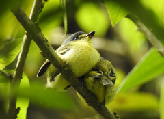 Todirostrum poliocephalum