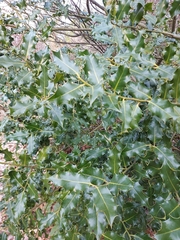 Ilex aquifolium