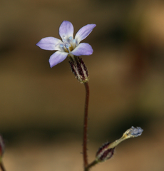 Gilia transmontana