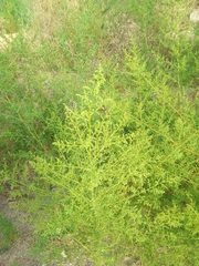 Artemisia scoparia