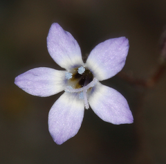 Gilia transmontana