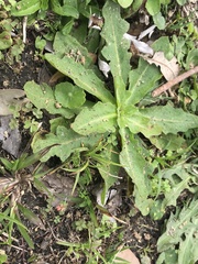 Hypochaeris chillensis