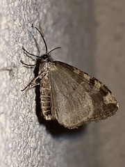 Hydriomena nubilofasciata