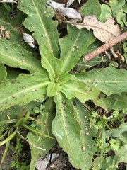 Hypochaeris chillensis