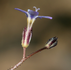 Gilia transmontana