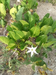 Jaborosa integrifolia