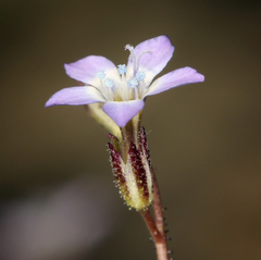 Gilia transmontana