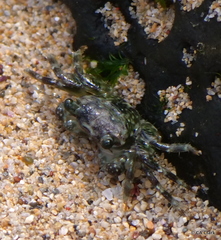Pachygrapsus plicatus