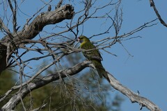 Platycercus caledonicus
