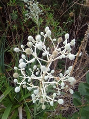 Eryngium horridum